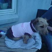 Tysk jagtterrier Kria