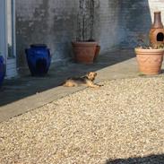 Tysk jagtterrier Kria