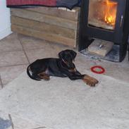 Dobermann Alfa R.I.P.