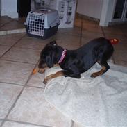 Dobermann Alfa R.I.P.