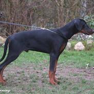 Dobermann Alfa R.I.P.