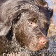 Labrador retriever Brown Hunt's Mascot