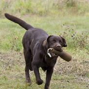 Labrador retriever Brown Hunt's Mascot