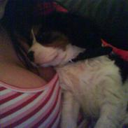 Cavalier king charles spaniel annexgaarden Rico