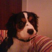 Cavalier king charles spaniel annexgaarden Rico