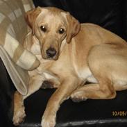 Labrador retriever Morris K. Pedersen