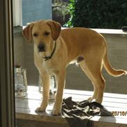 Labrador retriever Morris K. Pedersen