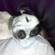 Jack russell terrier morten