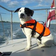 Jack russell terrier morten