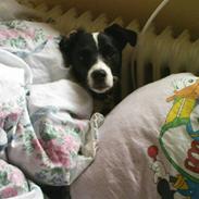 Jack russell terrier morten