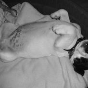 Jack russell terrier morten