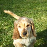 Cocker spaniel Molly