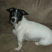 Jack russell terrier Svea