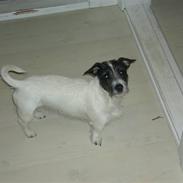 Jack russell terrier Svea