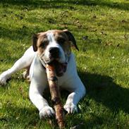 Amerikansk bulldog bacardi-luggi