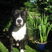 Amerikansk staffordshire terrier ZIMBA