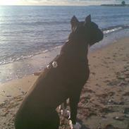 Amerikansk staffordshire terrier ZIMBA