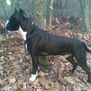 Amerikansk staffordshire terrier ZIMBA
