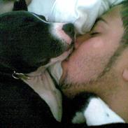 Amerikansk staffordshire terrier ZIMBA