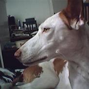 Podenco ibicenco Angelique