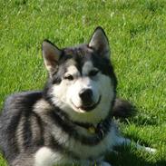 Alaskan malamute Golden Child/Aslan