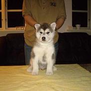 Alaskan malamute Golden Child/Aslan