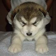 Alaskan malamute Golden Child/Aslan