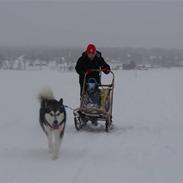 Alaskan malamute Golden Child/Aslan