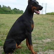 Dobermann Tika di Altobello