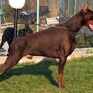 Dobermann Tika di Altobello