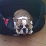 Engelsk bulldog Bodil