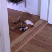 Engelsk bulldog Bodil