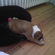 Engelsk bulldog Bodil