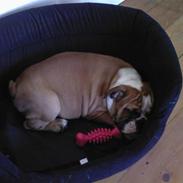 Engelsk bulldog Bodil