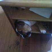 Engelsk bulldog Bodil