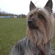 Australian silky terrier Silkyway's Sille Silk