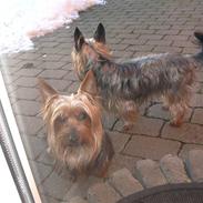 Australian silky terrier Silkyway's Sille Silk