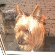 Australian silky terrier Silkyway's Sille Silk