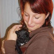 Fransk bulldog Banditte Brutalise