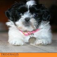 Shih tzu Chanel