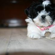 Shih tzu Chanel