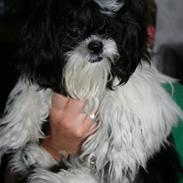 Shih tzu Chanel