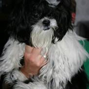 Shih tzu Chanel
