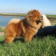 Chow chow Trever of The Chinas Joy