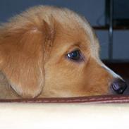 Nova scotia duck tolling retriever Mangus