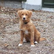 Nova scotia duck tolling retriever Mangus