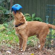 Nova scotia duck tolling retriever Mangus