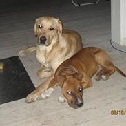 Labrador retriever Morris K. Pedersen