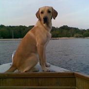 Labrador retriever Morris K. Pedersen