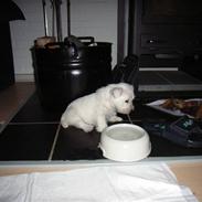 West highland white terrier Malekits Victor